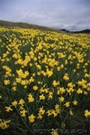 Picture for song 'And the Wind Came Upon the Jonquils in Spring' by artist 'Christopher A Tolliver'