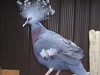 Picture for song 'Jonny Harris & Chrysus - Don't Pigeonhole Me' by artist 'Chrysus'