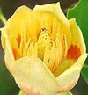 Picture for song 'Awaken Liriodendron (Radio Edit)' by artist 'Dean Thomas'