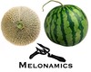 Picture for song 'Melonamics' by artist 'Decent Participant Productions'