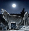 Picture for song 'Year of the Wold' by artist 'DeeKayCypher'