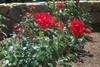 Picture for song 'I Will Praise You' by artist 'Deep Renewal'