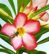 Picture for song 'Blossom' by artist 'Dj Crispy'