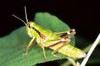 Picture for song 'Hopper in the grass(kid's song RMX)' by artist 'Doooh'