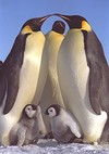 Picture for song 'Penguins world' by artist 'Doooh'