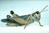 Picture for song 'Grass Hopper' by artist 'Doug Greenfield'