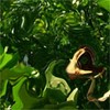Picture for song 'Magical Green Juice of the Gnomes' by artist 'Drunken Mastah Productions'