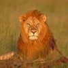 Picture for song 'The Lion (with VibeTribe)' by artist 'Earthscry'