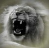 Picture for song 'Lejon' by artist 'EnterKraft'