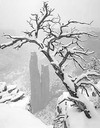 Picture for song 'Tears of Snow' by artist 'Forsaken Angels'