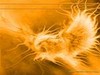 Picture for song 'Firebird Suite 1919 Ed: Introduction' by artist 'Goose Creek Bands'