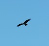 Picture for song 'Tu parles trop (Brulard M./Limeretz H.)' by artist 'GREEN's GUEST'