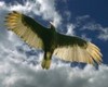 Picture for song 'Learn To Fly' by artist 'Higgledy Piggledy'
