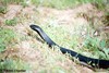 Picture for song 'Black Snake' by artist 'Indivisible Productions'