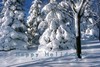 Picture for song 'Deck the Halls' by artist 'Jess Bairley'