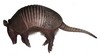 Picture for song 'Armadillo on the Interstate' by artist 'Joe Wrabek'