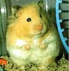 Picture for song 'Naked Space Hamsters in Love' by artist 'Joe Wrabek'
