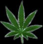 Picture for song 'Ganja' by artist 'Joey 13 (BE)'