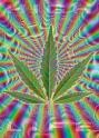 Picture for song 'ganja feat. Turk' by artist 'Kabizz'