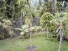 Picture for song 'The Jungle' by artist 'Kola'