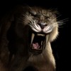 Picture for song 'Preditor' by artist 'MacLean'