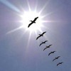 Picture for song 'follow me' by artist 'mastaswitch'