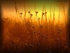 Picture for song 'Summer Mix Sound' by artist 'Matthew by Poland'