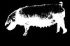 Picture for song 'Stenchwurk' by artist 'MILKPIG'