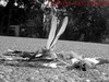 Picture for song 'Something Pleasant' by artist 'Mutagen (sound kill opperation)'
