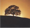 Picture for song 'Psalm 102_kjv_v1-18_demo_temp' by artist 'newwine'