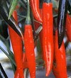 Picture for song 'Red Hot Chili (-Vs- Yung.Red)' by artist 'Oblivion Battles'