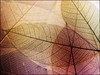Picture for song 'Buon oi' by artist 'pigandbear'