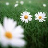 Picture for song 'Daisy' by artist 'Pizzi'