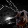 Picture for song 'the wulf' by artist 'princess eldi'