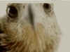 Picture for song 'Eagle Eyes' by artist 'P-Smoov'