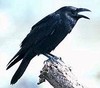 Picture for song 'Soul' by artist 'Raven Beats'