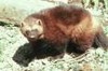 Picture for song 'Wolverine Delight' by artist 'Richard Mellor'
