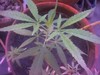 Picture for song 'maria juana' by artist 'Rjayblaze'