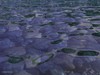 Picture for song 'Riverbed' by artist 'Sine (Hypothesis Productions)'