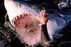 Picture for song 'Shark Attack!!!' by artist 'Sine (Hypothesis Productions)'