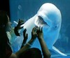 Picture for song 'Tribute to Baby Beluga' by artist 'Sine (Hypothesis Productions)'