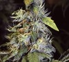 Picture for song 'Al Green shheeeiit' by artist 'Specialk23'