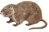 Picture for song 'The Nutria Song' by artist 'SuXx 2B uZz'