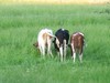 Picture for song 'Playing with a lawnmower' by artist 'The First Z1 Trio'