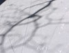 Picture for song 'The White Forest' by artist 'The Hong Kongs'