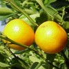 Picture for song 'The Grapefruit Tree' by artist 'The Million Year Picnic'