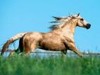 Picture for song 'just like riding a horse' by artist 'the offenderz'