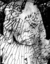 Picture for song 'Broken' by artist 'Tim Sylvester'