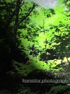 Picture for song 'hanaue' by artist 'transistor photograph'