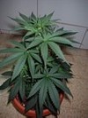 Picture for song 'WEED DREAMS!!!(FREE DOWNLOAD)' by artist 'TSU'
